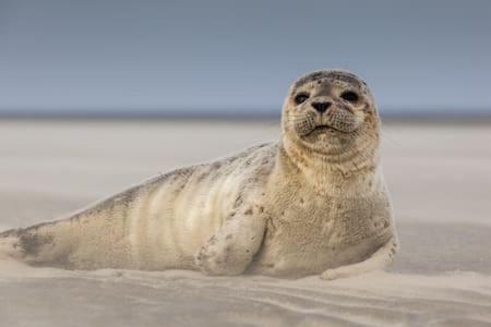 Hamac Face Mer Berck Buitenkant foto